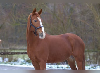 Westphalian, Mare, 19 years, 15,2 hh, Chestnut-Red