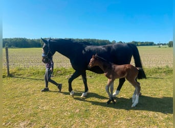 Westphalian, Mare, 19 years, 16.1 hh, Bay-Dark