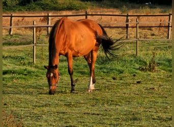 Westphalian, Mare, 19 years, 16.1 hh, Brown