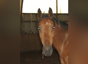 Westphalian, Mare, 19 years, 16 hh, Brown