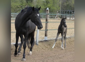 Westphalian, Mare, 19 years, 16,2 hh, Black