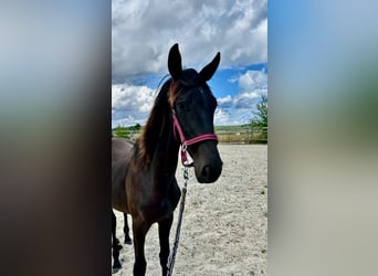 Westphalian, Mare, 1 year, 15.2 hh, Smoky-Black