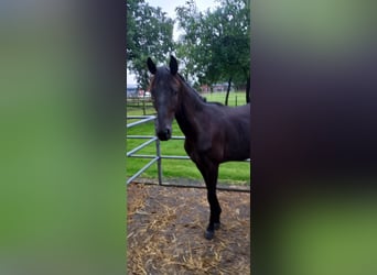 Westfale, Stute, 1 Jahr, 15,3 hh, Rappe