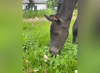 Westphalian, Mare, 1 year, 15,2 hh, Smoky-Black