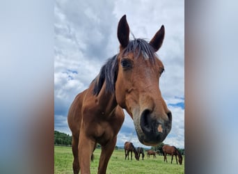 Westphalian, Mare, 1 year, 16,2 hh, Brown