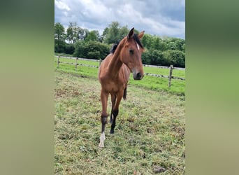 Westphalian, Mare, 1 year, 16,2 hh, Brown