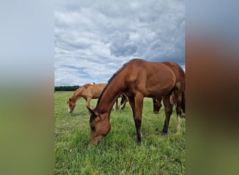 Westphalian, Mare, 1 year, 16,2 hh, Brown