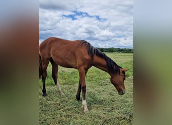 Westphalian, Mare, 1 year, 16,2 hh, Brown