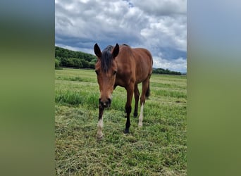 Westphalian, Mare, 1 year, 16,2 hh, Brown