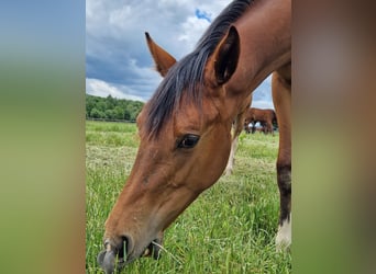 Westphalian, Mare, 1 year, 16,2 hh, Brown