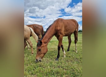 Westphalian, Mare, 1 year, 16,2 hh, Brown