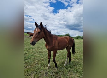 Westphalian, Mare, 1 year, 16,2 hh, Brown