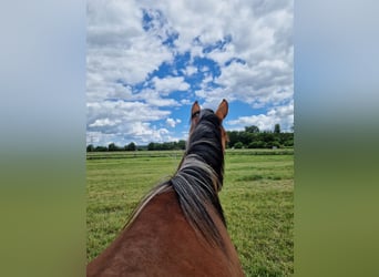 Westphalian, Mare, 1 year, 16,2 hh, Brown