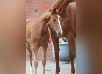 Westphalian, Mare, 1 year, 16,3 hh, Chestnut