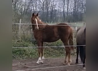 Westphalian, Mare, 1 year, 16 hh, Chestnut