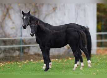 Westphalian, Mare, 1 year, 16,1 hh, Black