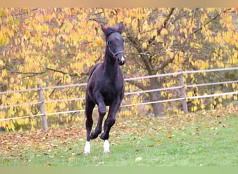 Westphalian, Mare, 1 year, 16,1 hh, Black