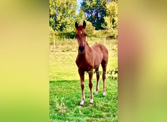 Westphalian, Mare, 1 year, 16,2 hh, Chestnut-Red