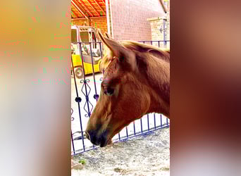 Westphalian, Mare, 1 year, 16,2 hh, Chestnut-Red