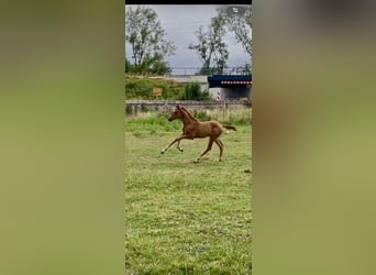 Westphalian, Mare, 1 year, 16,2 hh, Chestnut-Red
