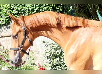 Westphalian, Mare, 1 year, 17 hh, Chestnut-Red