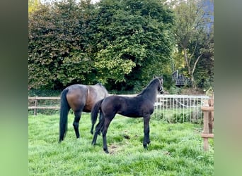 Westphalian, Mare, 1 year, 17 hh, Smoky-Black