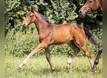 Westphalian, Mare, 1 year, Bay-Dark