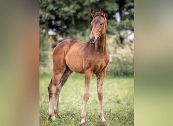 Westphalian, Mare, 1 year, Bay-Dark