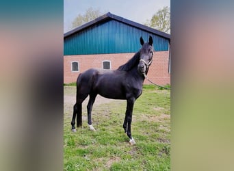 Westphalian, Mare, 1 year, Black