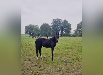 Westphalian, Mare, 1 year, Black