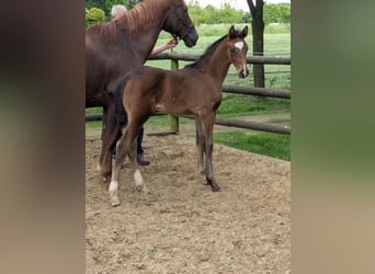 Westphalian, Mare, 1 year, Brown