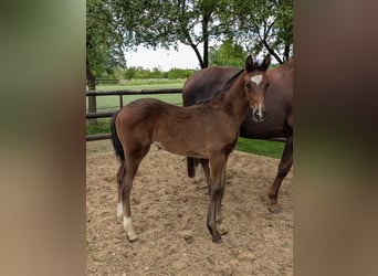 Westphalian, Mare, 1 year, Brown