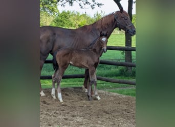 Westphalian, Mare, 1 year, Brown