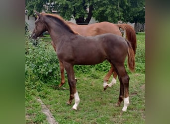 Westphalian, Mare, 1 year, Chestnut