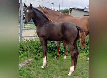 Westphalian, Mare, 1 year, Chestnut