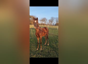 Westphalian, Mare, 1 year, Chestnut