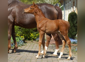 Westphalian, Mare, 1 year, Chestnut