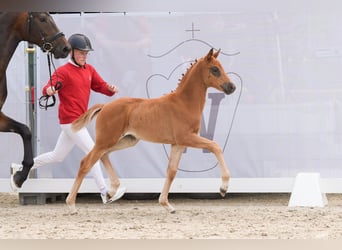 Westphalian, Mare, 1 year, Chestnut