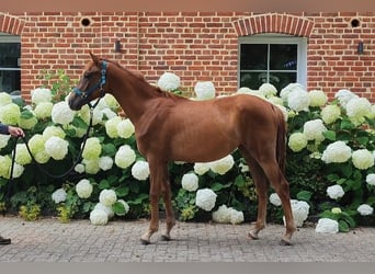 Westphalian, Mare, 1 year, Chestnut