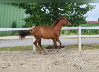 Westphalian, Mare, 1 year, Chestnut