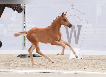 Westphalian, Mare, 1 year, Chestnut