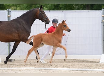 Westphalian, Mare, 1 year, Chestnut