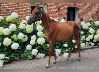 Westphalian, Mare, 1 year, Chestnut