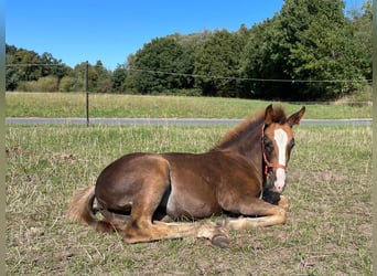 Westphalian, Mare, 1 year, Chestnut