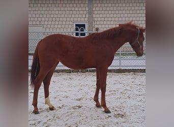 Westphalian, Mare, 1 year, Chestnut-Red