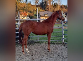 Westphalian, Mare, 1 year, Chestnut-Red
