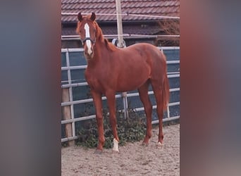 Westphalian, Mare, 1 year, Chestnut-Red