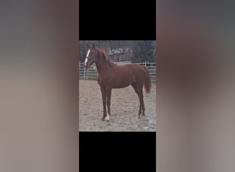 Westphalian, Mare, 1 year, Chestnut-Red