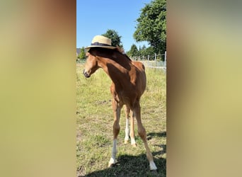 Westphalian, Mare, 1 year, Chestnut-Red