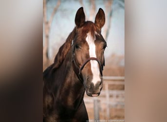 Westphalian, Mare, 1 year, Chestnut